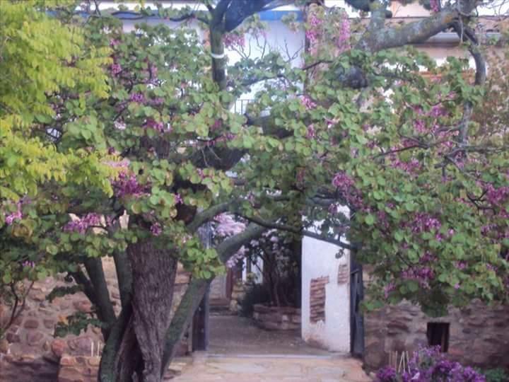 Casa Rural Los Lilos Gotor Dış mekan fotoğraf